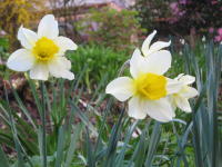 Daffodils