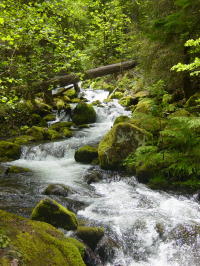 Oregon Waterfall