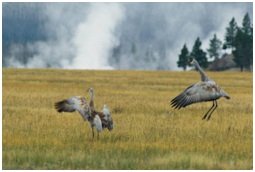 Two Cranes Flying